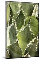 Cacti Cactus Collection - Agave Parrasana-Philippe Hugonnard-Mounted Photographic Print