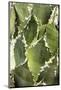 Cacti Cactus Collection - Agave Parrasana-Philippe Hugonnard-Mounted Photographic Print