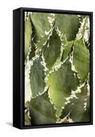 Cacti Cactus Collection - Agave Parrasana-Philippe Hugonnard-Framed Stretched Canvas