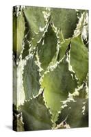 Cacti Cactus Collection - Agave Parrasana-Philippe Hugonnard-Stretched Canvas