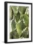 Cacti Cactus Collection - Agave Parrasana-Philippe Hugonnard-Framed Photographic Print