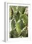 Cacti Cactus Collection - Agave Parrasana-Philippe Hugonnard-Framed Photographic Print