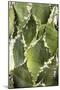 Cacti Cactus Collection - Agave Parrasana-Philippe Hugonnard-Mounted Photographic Print