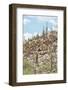 Cacti Cactus Collection - Cacti Hill-Philippe Hugonnard-Framed Photographic Print