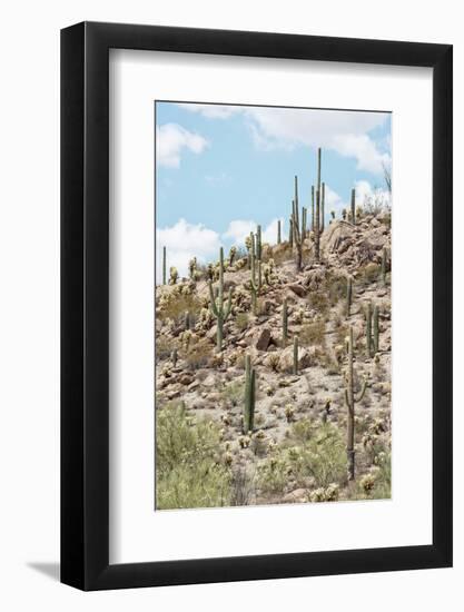 Cacti Cactus Collection - Cacti Hill-Philippe Hugonnard-Framed Photographic Print