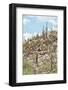 Cacti Cactus Collection - Cacti Hill-Philippe Hugonnard-Framed Photographic Print