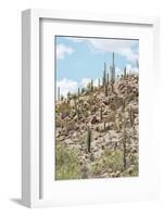 Cacti Cactus Collection - Cacti Hill-Philippe Hugonnard-Framed Photographic Print