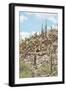 Cacti Cactus Collection - Cacti Hill-Philippe Hugonnard-Framed Photographic Print