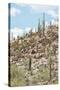 Cacti Cactus Collection - Cacti Hill-Philippe Hugonnard-Stretched Canvas