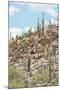 Cacti Cactus Collection - Cacti Hill-Philippe Hugonnard-Mounted Photographic Print