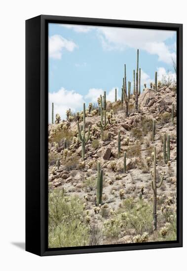 Cacti Cactus Collection - Cacti Hill-Philippe Hugonnard-Framed Stretched Canvas