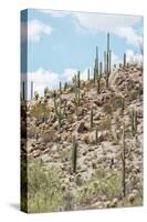 Cacti Cactus Collection - Cacti Hill-Philippe Hugonnard-Stretched Canvas