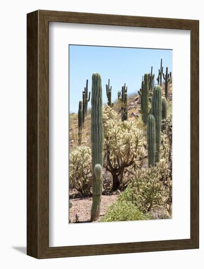 Cacti Cactus Collection - Cactus Desert Hill-Philippe Hugonnard-Framed Photographic Print