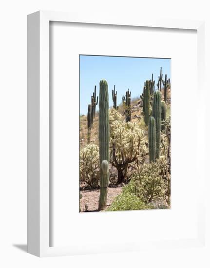 Cacti Cactus Collection - Cactus Desert Hill-Philippe Hugonnard-Framed Photographic Print