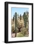 Cacti Cactus Collection - Cactus Desert Hill-Philippe Hugonnard-Framed Photographic Print