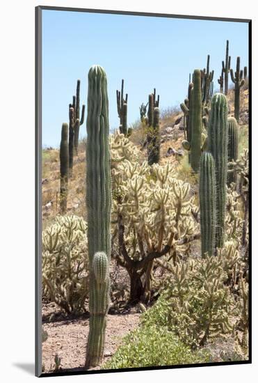 Cacti Cactus Collection - Cactus Desert Hill-Philippe Hugonnard-Mounted Photographic Print