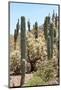 Cacti Cactus Collection - Cactus Desert Hill-Philippe Hugonnard-Mounted Photographic Print