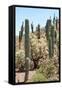 Cacti Cactus Collection - Cactus Desert Hill-Philippe Hugonnard-Framed Stretched Canvas