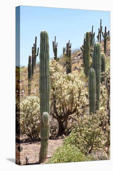 Cacti Cactus Collection - Cactus Desert Hill-Philippe Hugonnard-Stretched Canvas