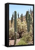 Cacti Cactus Collection - Cactus Desert Hill-Philippe Hugonnard-Framed Stretched Canvas