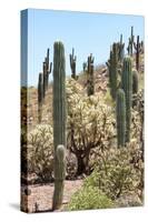 Cacti Cactus Collection - Cactus Desert Hill-Philippe Hugonnard-Stretched Canvas