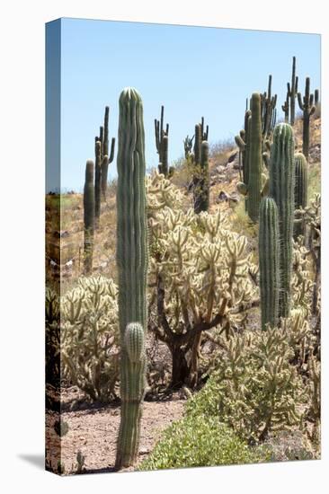 Cacti Cactus Collection - Cactus Desert Hill-Philippe Hugonnard-Stretched Canvas