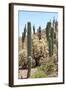 Cacti Cactus Collection - Cactus Desert Hill-Philippe Hugonnard-Framed Photographic Print