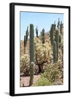 Cacti Cactus Collection - Cactus Desert Hill-Philippe Hugonnard-Framed Photographic Print