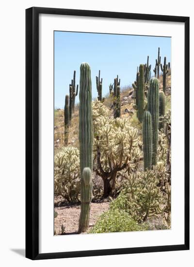 Cacti Cactus Collection - Cactus Desert Hill-Philippe Hugonnard-Framed Photographic Print