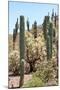 Cacti Cactus Collection - Cactus Desert Hill-Philippe Hugonnard-Mounted Photographic Print