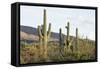 Cacti Cactus Collection - Giant Cacti Sunset-Philippe Hugonnard-Framed Stretched Canvas