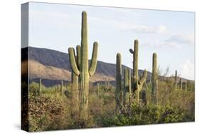 Cacti Cactus Collection - Giant Cacti Sunset-Philippe Hugonnard-Stretched Canvas