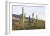 Cacti Cactus Collection - Giant Cacti Sunset-Philippe Hugonnard-Framed Photographic Print