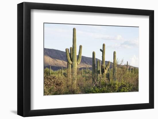 Cacti Cactus Collection - Giant Cacti Sunset-Philippe Hugonnard-Framed Photographic Print