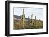 Cacti Cactus Collection - Giant Cacti Sunset-Philippe Hugonnard-Framed Photographic Print