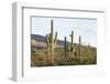 Cacti Cactus Collection - Giant Cacti Sunset-Philippe Hugonnard-Framed Photographic Print