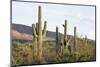 Cacti Cactus Collection - Giant Cacti Sunset-Philippe Hugonnard-Mounted Photographic Print