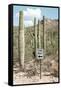 Cacti Cactus Collection - One Way-Philippe Hugonnard-Framed Stretched Canvas