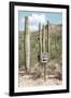 Cacti Cactus Collection - One Way-Philippe Hugonnard-Framed Photographic Print