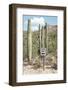 Cacti Cactus Collection - One Way-Philippe Hugonnard-Framed Photographic Print