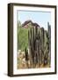 Cacti Cactus Collection - Red Rock Desert-Philippe Hugonnard-Framed Photographic Print