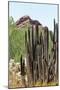 Cacti Cactus Collection - Red Rock Desert-Philippe Hugonnard-Mounted Photographic Print