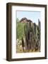 Cacti Cactus Collection - Red Rock Desert-Philippe Hugonnard-Framed Photographic Print