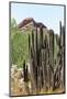 Cacti Cactus Collection - Red Rock Desert-Philippe Hugonnard-Mounted Photographic Print