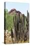 Cacti Cactus Collection - Red Rock Desert-Philippe Hugonnard-Stretched Canvas