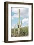 Cacti Cactus Collection - Saguaro Cactus Desert-Philippe Hugonnard-Framed Photographic Print