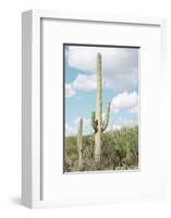 Cacti Cactus Collection - Saguaro Cactus Desert-Philippe Hugonnard-Framed Photographic Print