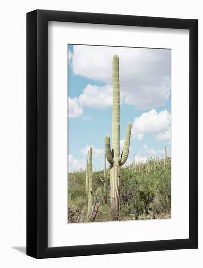 Cacti Cactus Collection - Saguaro Cactus Desert-Philippe Hugonnard-Framed Photographic Print