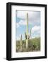 Cacti Cactus Collection - Saguaro Cactus Desert-Philippe Hugonnard-Framed Photographic Print