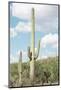Cacti Cactus Collection - Saguaro Cactus Desert-Philippe Hugonnard-Mounted Photographic Print